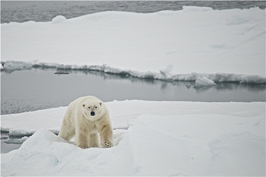北极熊,攀登,浮冰,北极