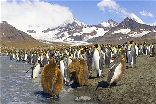 帝企鹅,幼禽,河,靠近,栖息地,背景,雪,山脉,南乔治亚,南大洋,南极辐合带