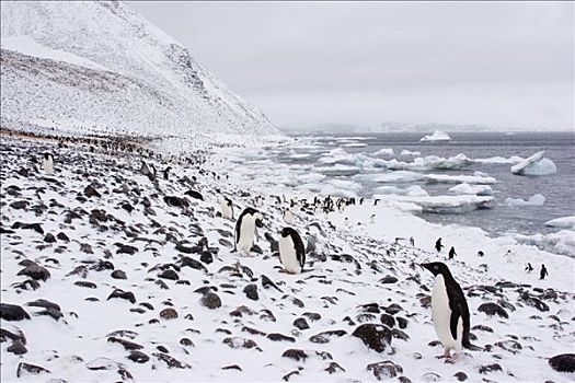 生物群,阿德利企鹅,站立,积雪,海滩,南极