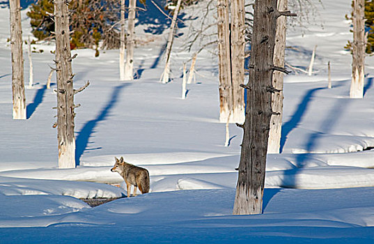 丛林狼,冬天,黄石国家公园