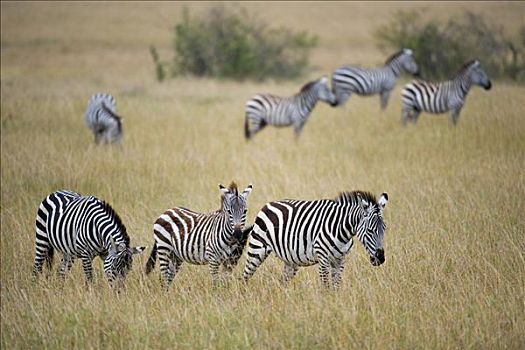 格兰特氏斑马,马,马赛马拉,国家公园,肯尼亚,东非
