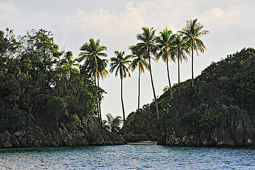 椰树,椰,四王群岛,西巴布亚,印度尼西亚,亚洲