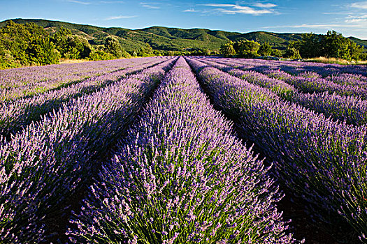 薰衣草种植区,高原,沃克吕兹省,普罗旺斯,法国,欧洲