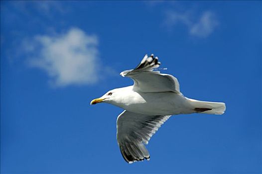 海鸥,飞翔,罗弗敦群岛,挪威