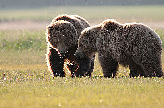 科迪亚克熊,棕熊,土地,海岸,阿拉斯加,美国