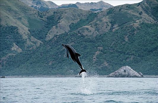 暗黑斑纹海豚,乌色海豚,跳跃,新西兰