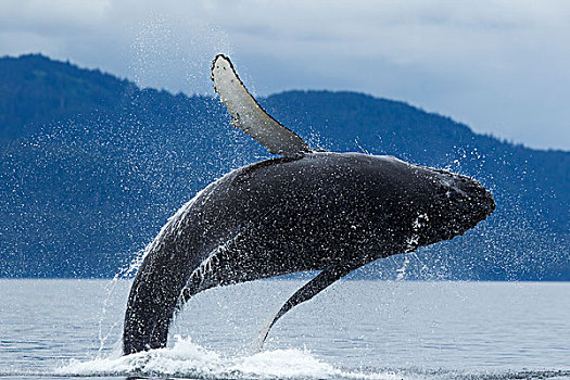 驼背鲸,喂食,弗雷德里克湾,通加斯国家森林,东南阿拉斯加,夏天