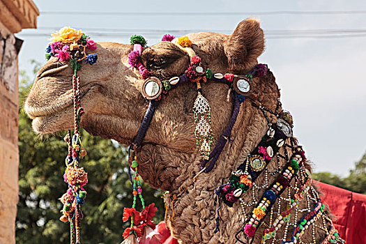 印度,拉贾斯坦邦,斋沙默尔,骆驼,装饰,传统,风格