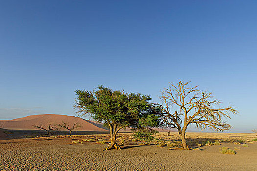 生活方式,树,枯木,山谷,塞斯瑞姆,区域,纳米比亚,非洲