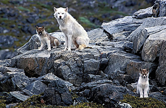 雪橇狗,小狗,岛屿,靠近,格陵兰
