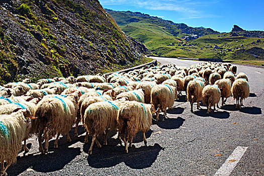绵羊,走,汽车,道路