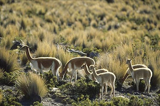 小羊驼,野生,安第斯,家族,牧群,潘帕斯草原,自然保护区,秘鲁