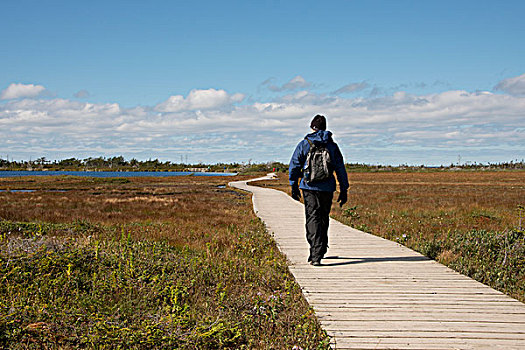加拿大,纽芬兰,格罗莫讷国家公园,公园,小路,木板路,特色,湿地,大幅,尺寸