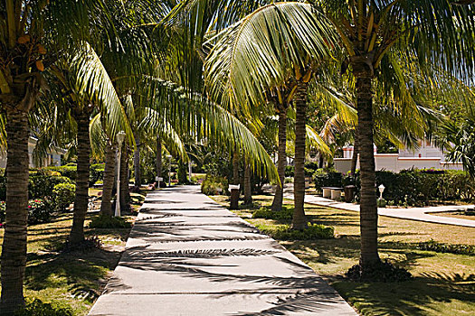 棕榈树,排列,小路,瓦拉德罗,古巴