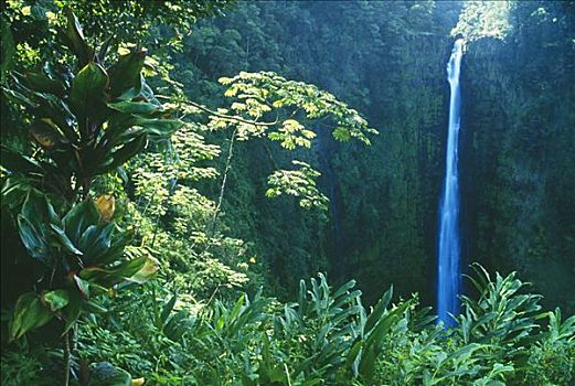 夏威夷,夏威夷大岛,阿卡卡瀑布,绿色植物
