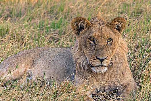 博茨瓦纳,乔贝国家公园,萨维提,幼小,雄性,狮子
