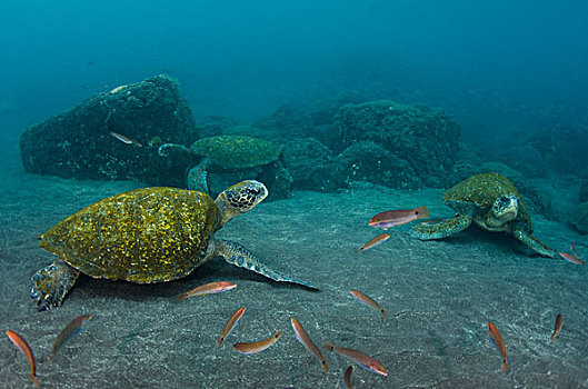 加拉帕戈斯,绿海龟,龟类,水下,加拉帕戈斯群岛,厄瓜多尔