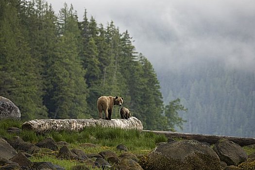 母兽,棕熊,幼兽,不列颠哥伦比亚省,加拿大