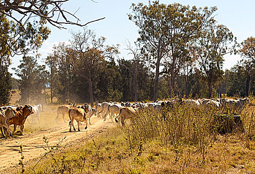 母牛,穿过,尘土,乡村,昆士兰,碎石路