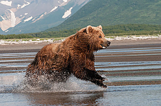 大灰熊,棕熊,跑,水,阿拉斯加,美国