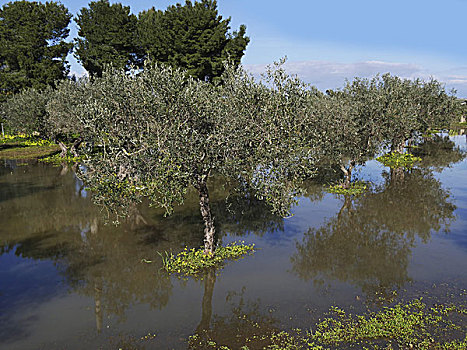 洪水,树,种植园,西西里,意大利