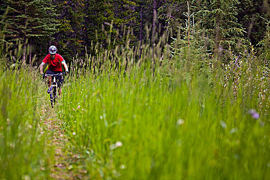 男性,山地车手,骑,高草,艾伯塔省,加拿大