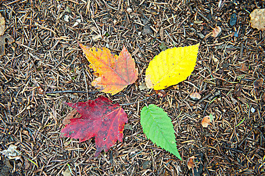 深秋,叶子,四个,彩色,地面,橙色,黄色,绿色,红色,怀特山,新罕布什尔,新英格兰,美国,北美