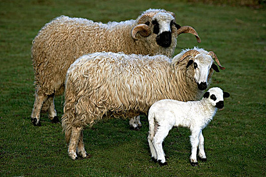 家羊,公羊,母羊,羊羔