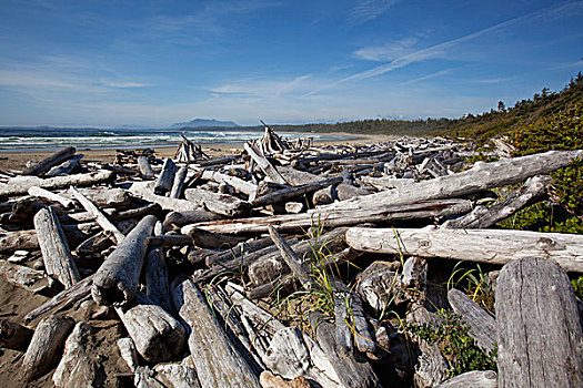 堆放,浮木,原木,海滩,环太平洋国家公园,靠近,不列颠哥伦比亚省,加拿大