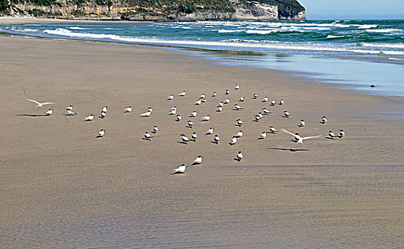 燕鸥,胸骨,化石,告别,自然保护区,金色,湾,南岛,新西兰