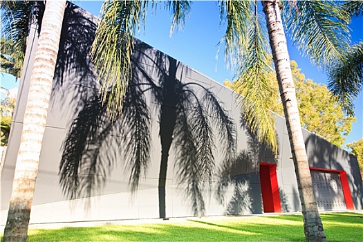 影子,棕榈叶,户外,墙壁