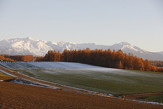 彩色,落叶松属植物,木头,雪