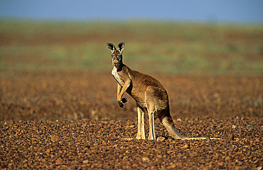 红色,袋鼠,站立,看,斯特尔特国家公园,澳大利亚