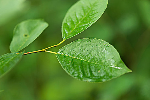 特写,小水滴,树叶,湖,木头,安大略省,加拿大