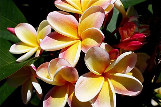 夏威夷,瓦胡岛,簇,花