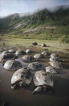 加拉帕戈斯巨龟,加拉帕戈斯象龟,打滚,季节,水池,阿尔斯多火山,伊莎贝拉岛,加拉帕戈斯群岛,厄瓜多尔