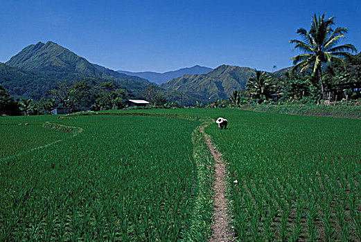 菲律宾,巴纳韦,稻米梯田,雕刻,山,北方,吕宋岛