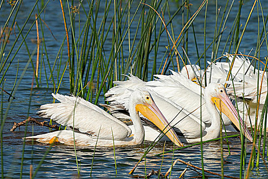 成群,白色,鹈鹕,排列,美洲白鹈鹕,湿地,佛罗里达,美国