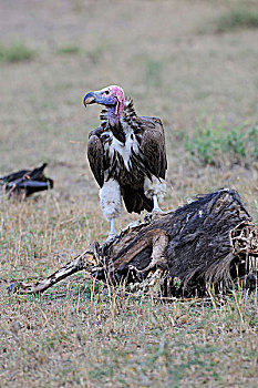 秃鹰,死,蓝色,角马,腐肉,马赛马拉国家保护区,肯尼亚,非洲