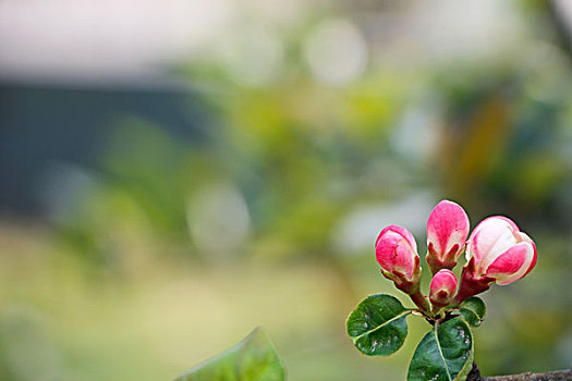 铁脚海棠花蕾