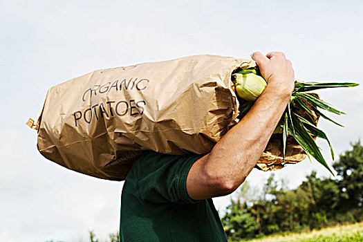 一个,男人,纸袋,收获,甜玉米,玉米棒