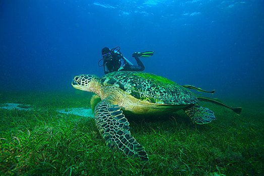 潜水,绿海龟,龟类,海洋,草,草地,海滩,民都洛,菲律宾,亚洲