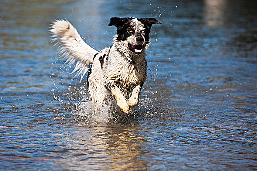 哈士奇犬,拉布拉多犬,杂交品种,狗,黑白,跑,水,奥地利,欧洲