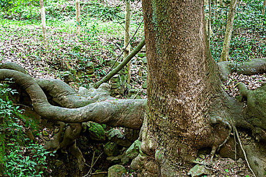 中国南方古树的树根