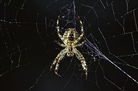 欧洲园蛛,十字园蛛,蜘蛛网,下面