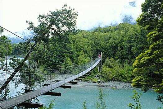 桥,树林,山,渴望,国家公园,南岛,新西兰