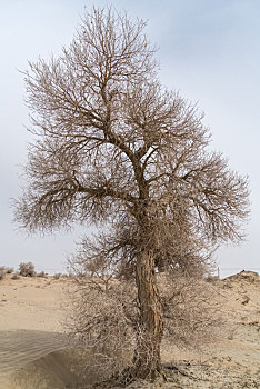 中国新疆巴州且末胡杨树