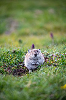 青海鼠兔
