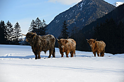 自然,场景,母牛,动物,冬天,雪,山景,背景