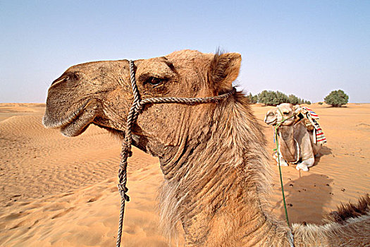 突尼斯,骆驼
